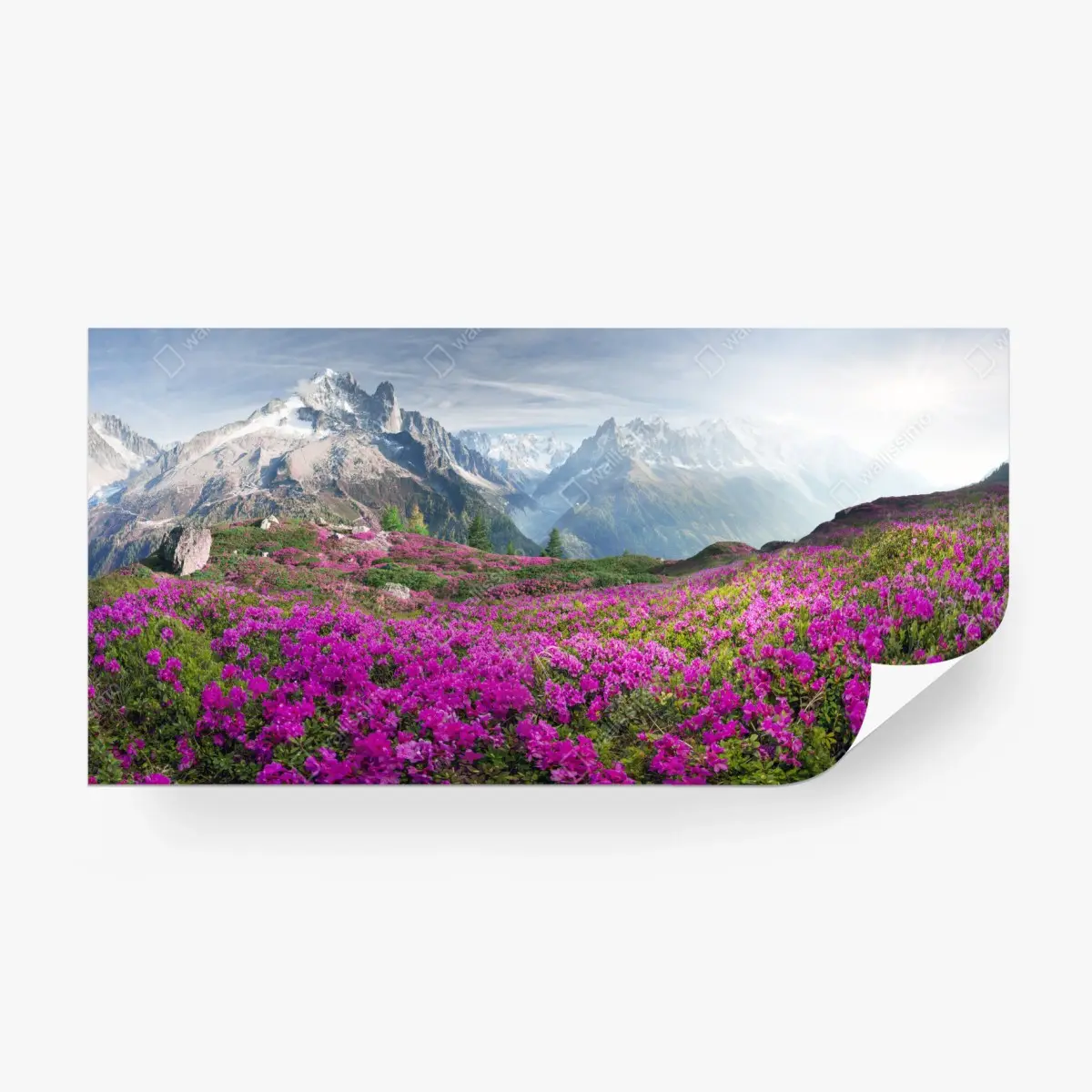 Wall mural alpine rhododendron meadow at Mont Blanc ⁕ Wallissimo® Wall mural alpine rhododendron meadow at Mont Blanc ⁕ Wallissimo®
