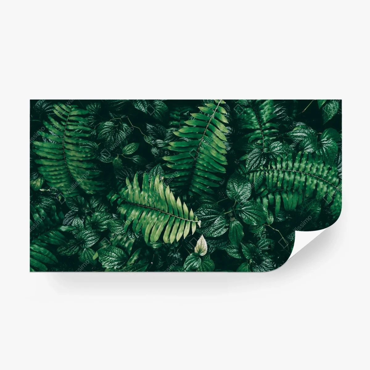 Wall mural lush tropical green leaves • Wallissimo® Wall mural lush tropical green leaves • Wallissimo®