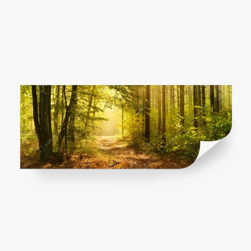 Wall mural sunlit forest path in autumn