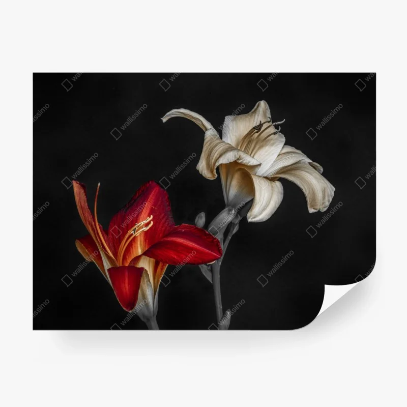 Wall mural dramatic red and ivory lilies on black background