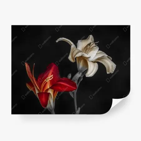 Wall mural dramatic red and ivory lilies on black background • Wallissimo®