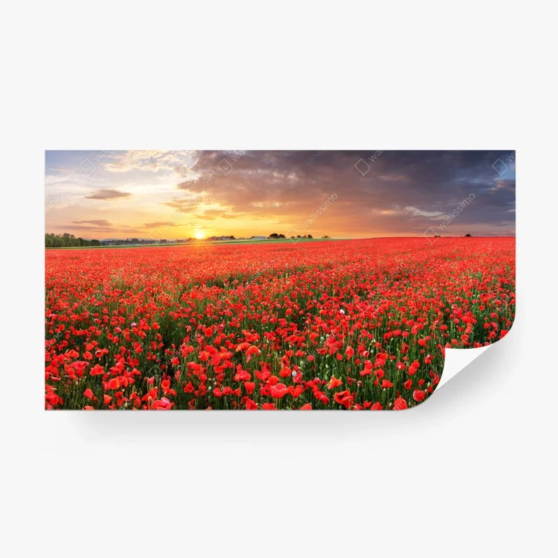 Wall mural sunset poppy field panorama