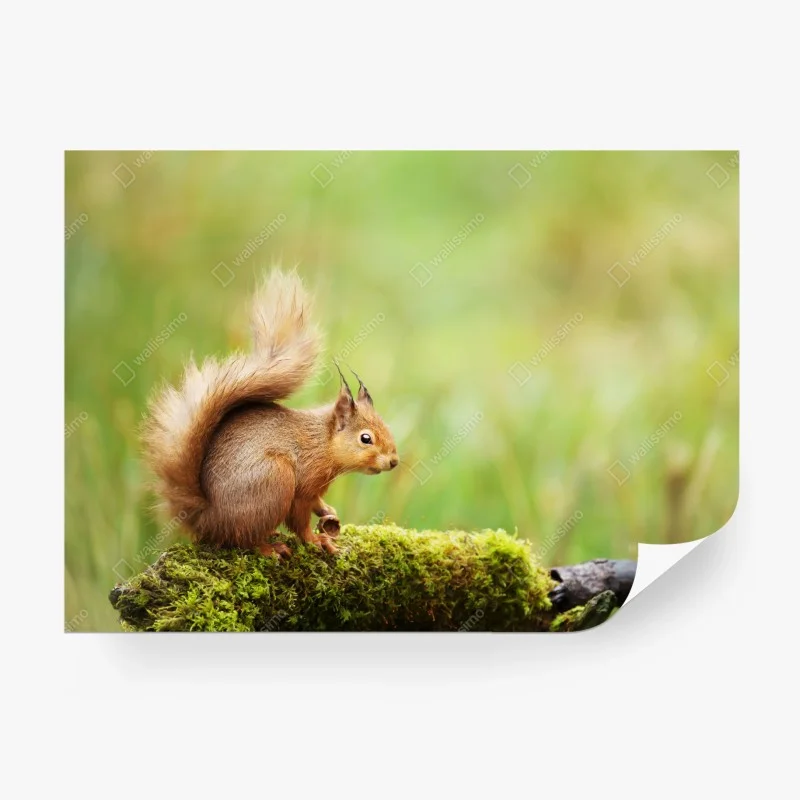 Wall mural curious red squirrel on mossy log