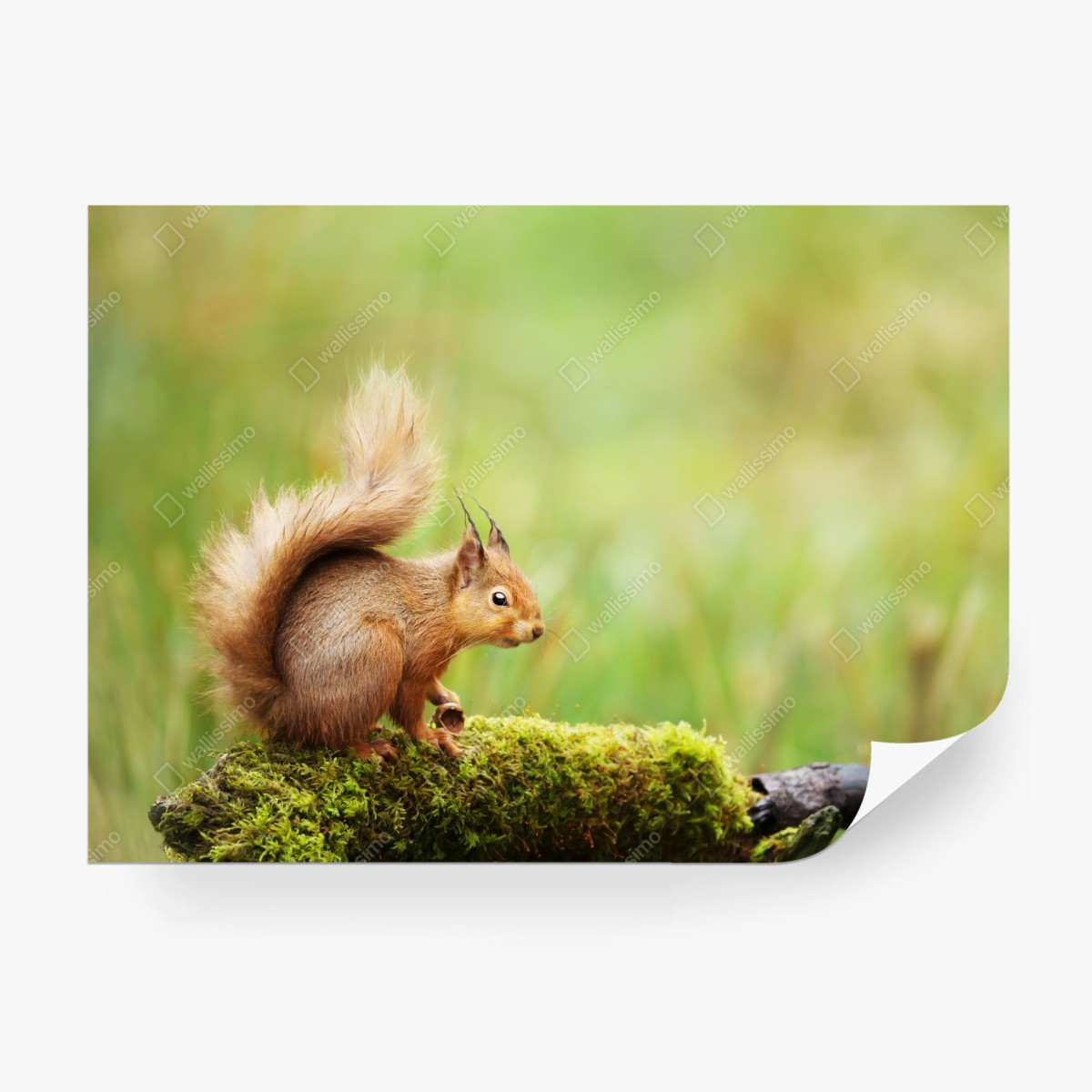 Wall mural curious red squirrel on mossy log • Wallissimo®