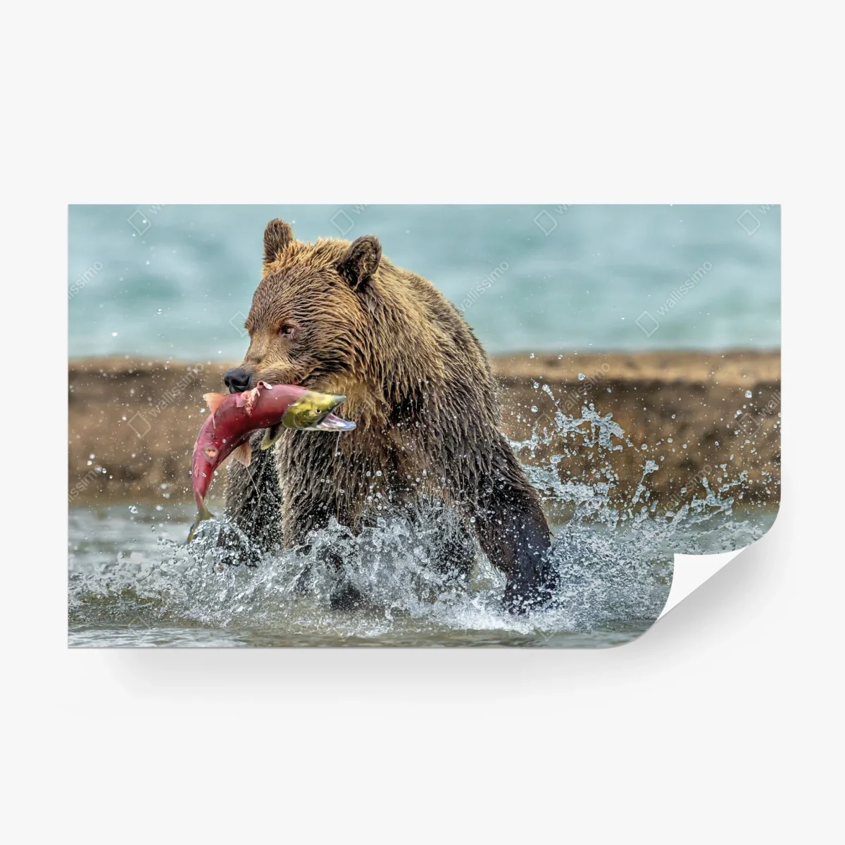 Wall mural brown bear catching salmon in river • Wallissimo® Wall mural brown bear catching salmon in river • Wallissimo®