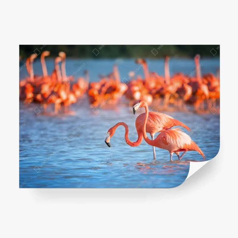 Wall mural graceful flamingos in shallow water