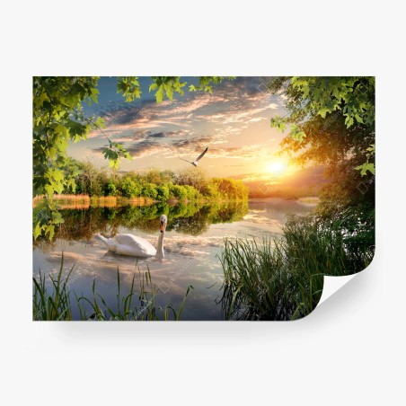 Wall mural sunset swan on tranquil lake • Wallissimo®