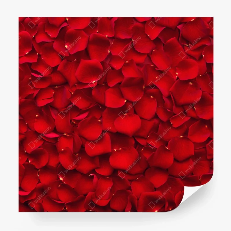 Wall mural red rose petal background