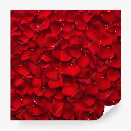 Wall mural red rose petal background • Wallissimo®