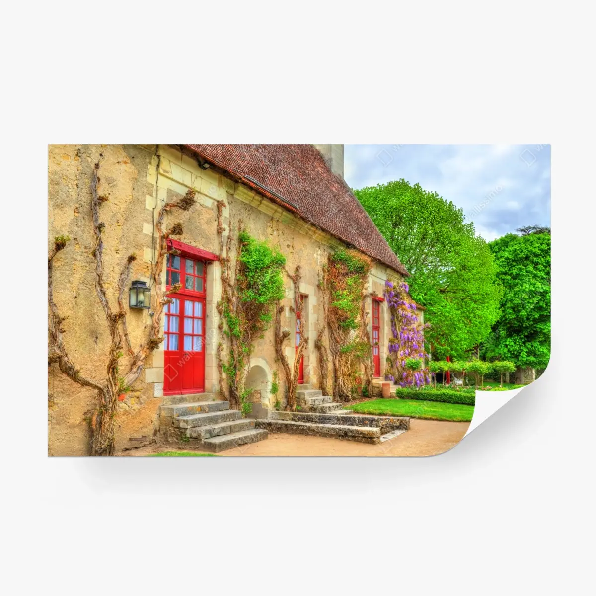 Wall mural charming cottage with wisteria in bloom • Wallissimo®