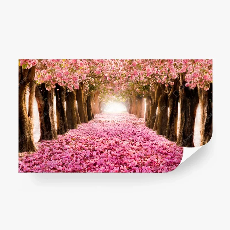 Wall mural pink blossom pathway under cherry trees