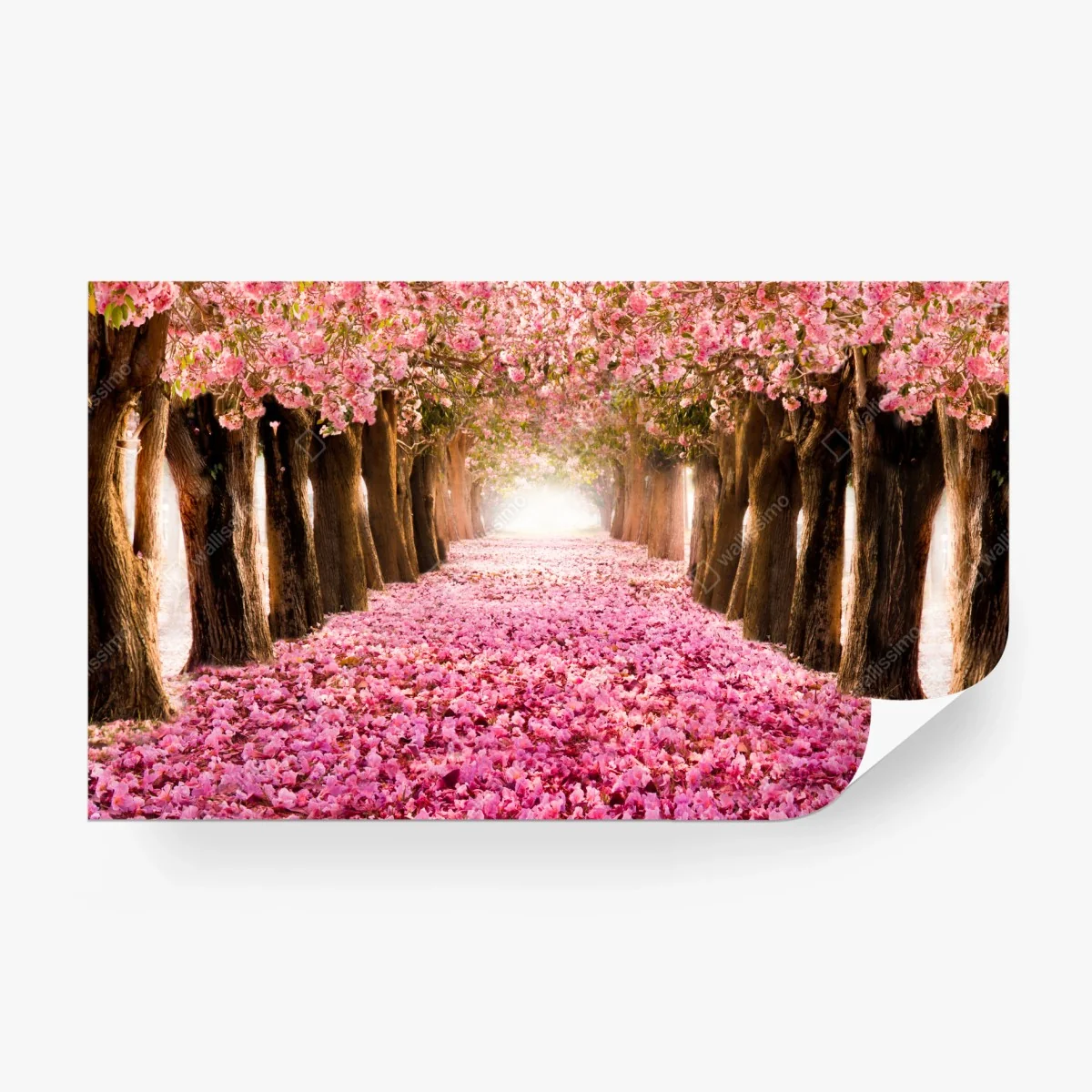 Wall mural pink blossom pathway under cherry trees • Wallissimo®