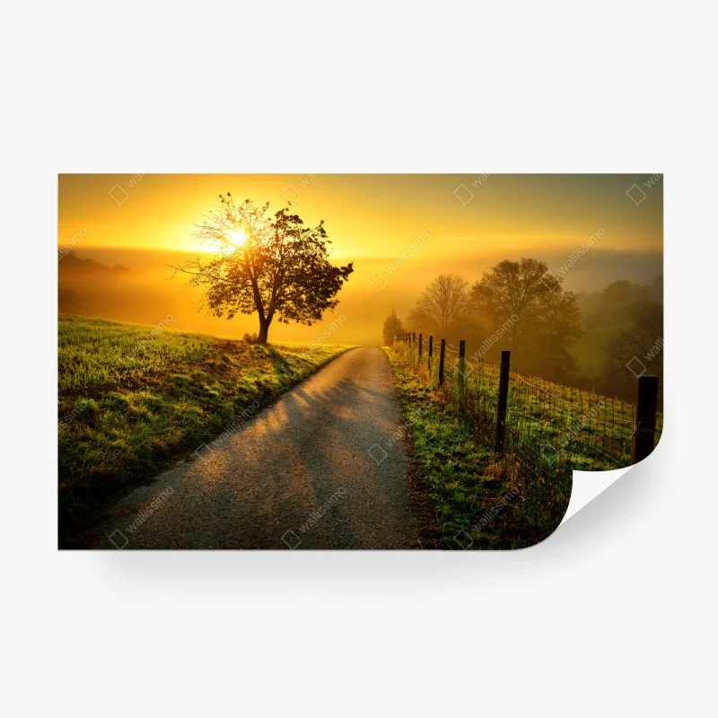 Wall mural sunlit countryside path at sunrise