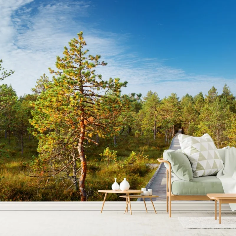Wall mural sunny pine forest boardwalk