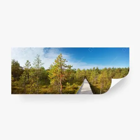 Wall mural sunny pine forest boardwalk • Wallissimo®
