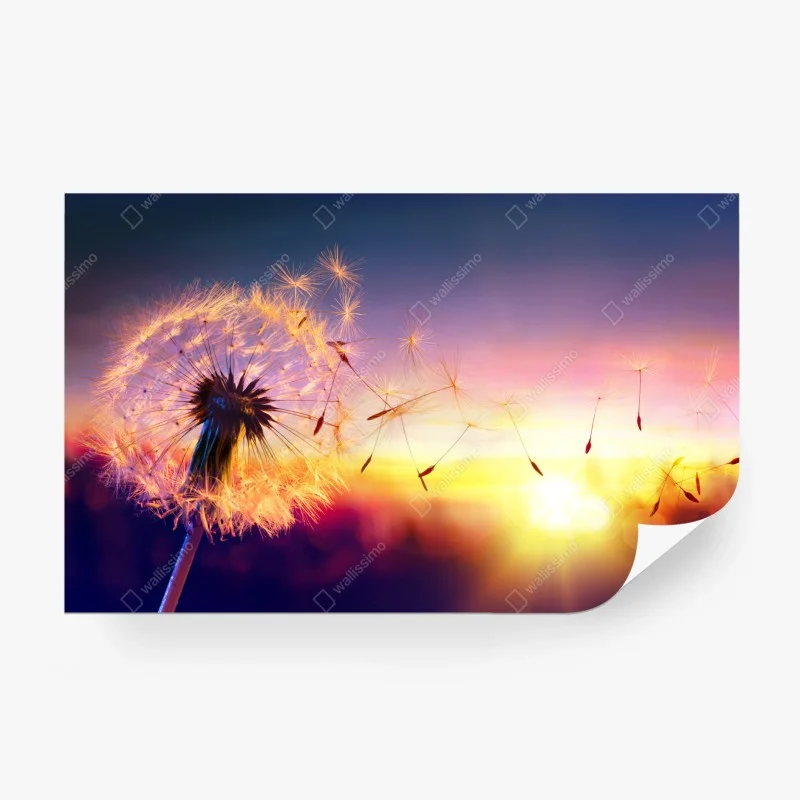 Wall mural golden dandelion at sunset
