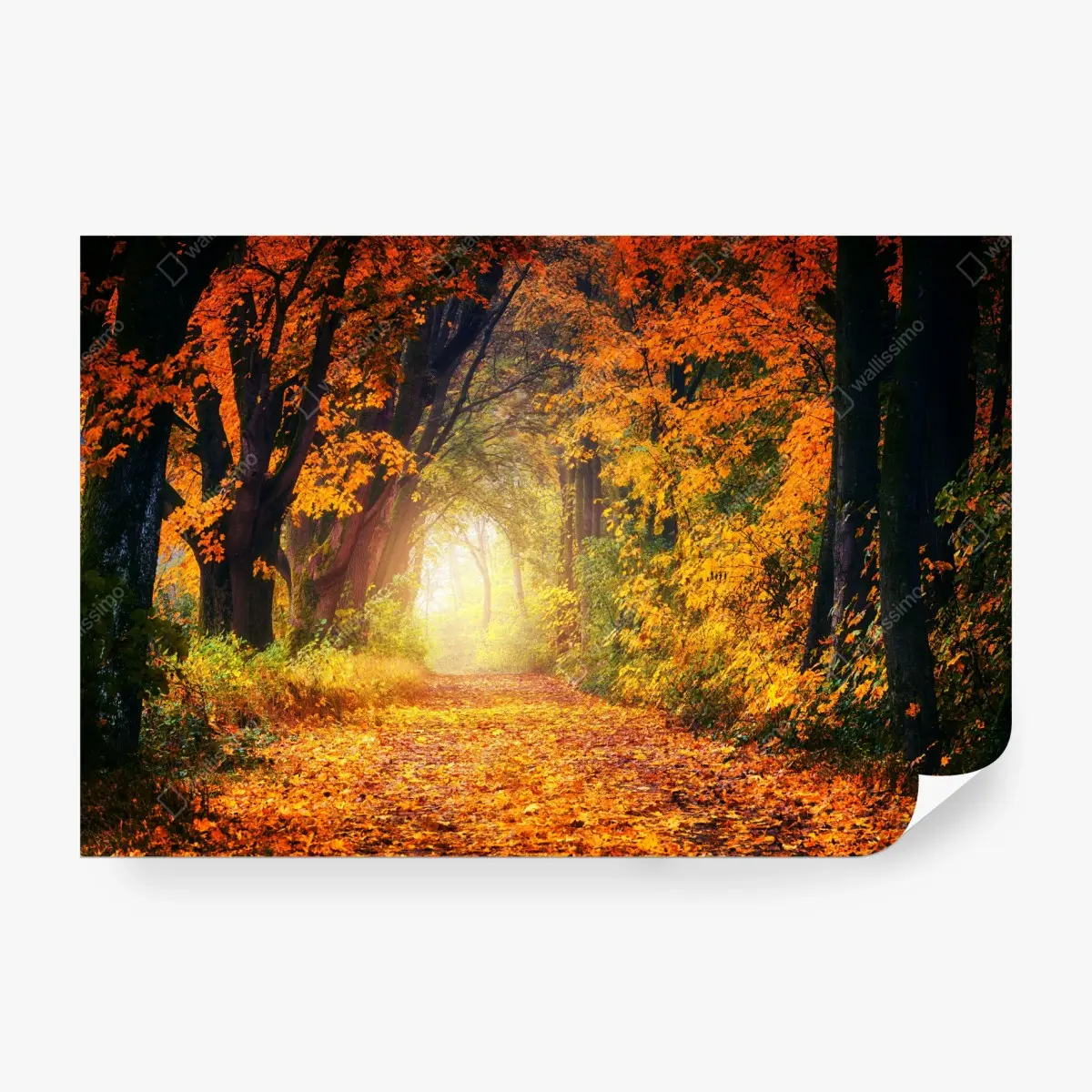Wall mural autumn forest pathway at golden hour ⁕ Wallissimo® Wall mural autumn forest pathway at golden hour ⁕ Wallissimo®