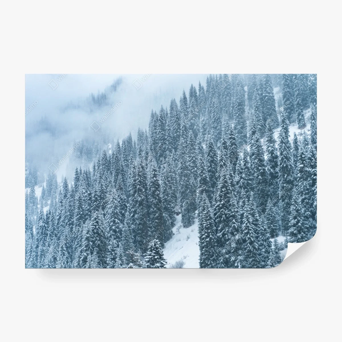 Wall mural misty snow-covered pine forest ⁕ Wallissimo®