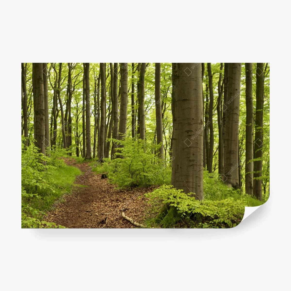 Wall mural tranquil green forest trail ⁕ Wallissimo®