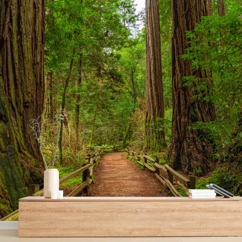 Wall mural majestic forest path among redwoods