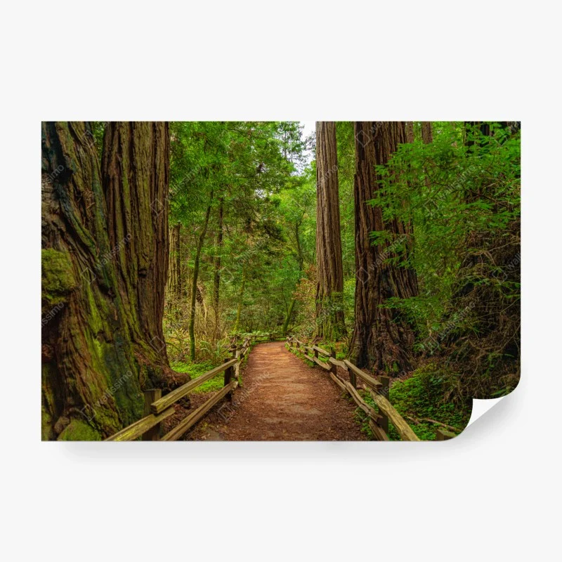 Wall mural majestic forest path among redwoods