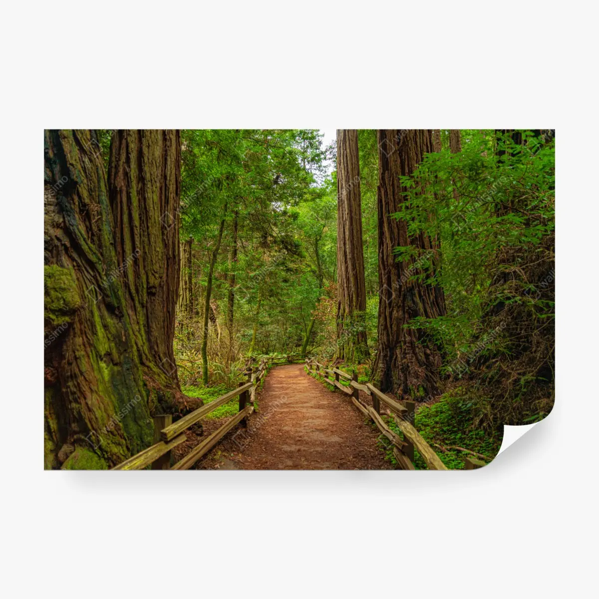 Wall mural majestic forest path among redwoods • Wallissimo®