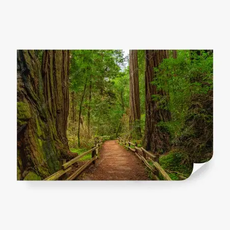 Wall mural majestic forest path among redwoods • Wallissimo®