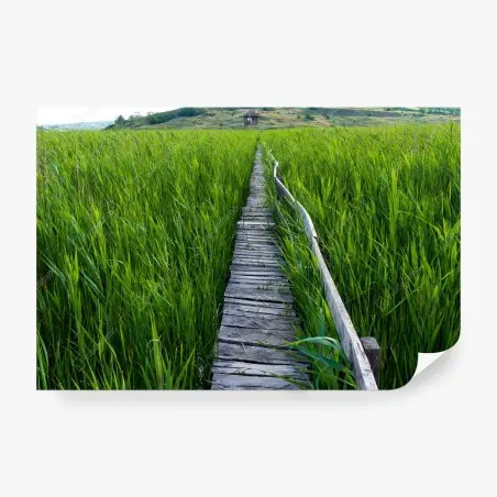 Wall mural serene green marsh boardwalk to rustic hut • Wallissimo®