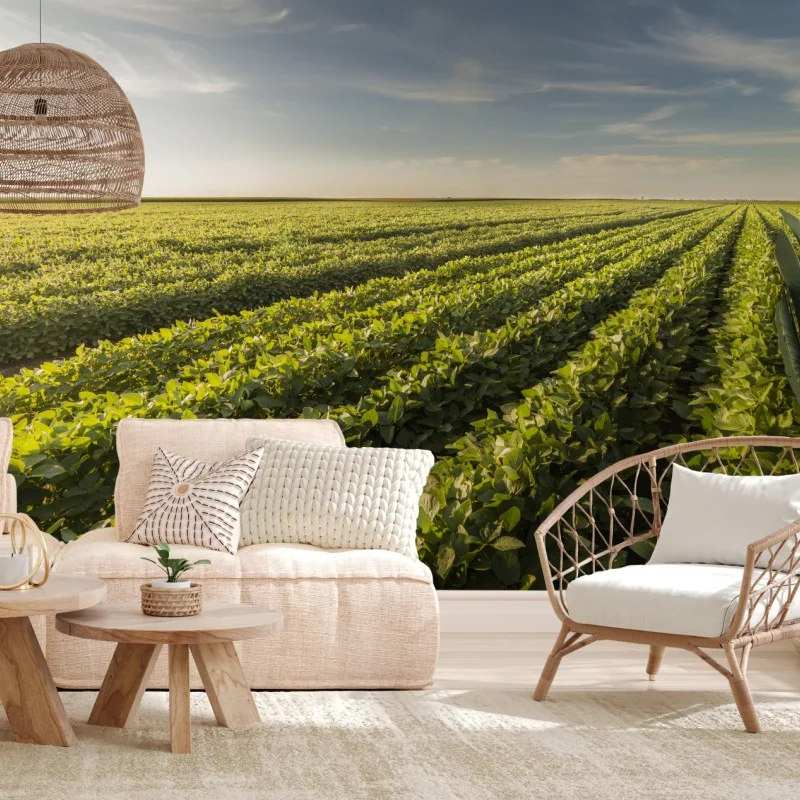 Wall mural sunlit soybean field at sunset
