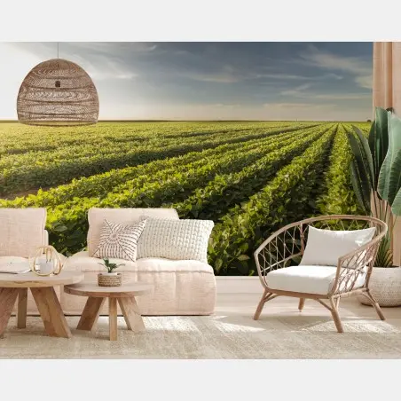 Wall mural sunlit soybean field at sunset • Wallissimo®