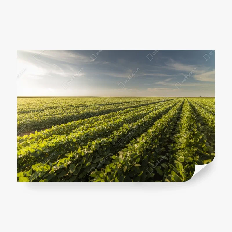 Wall mural sunlit soybean field at sunset