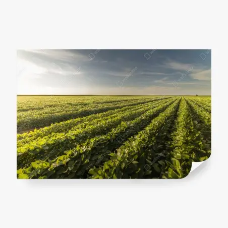 Wall mural sunlit soybean field at sunset • Wallissimo®
