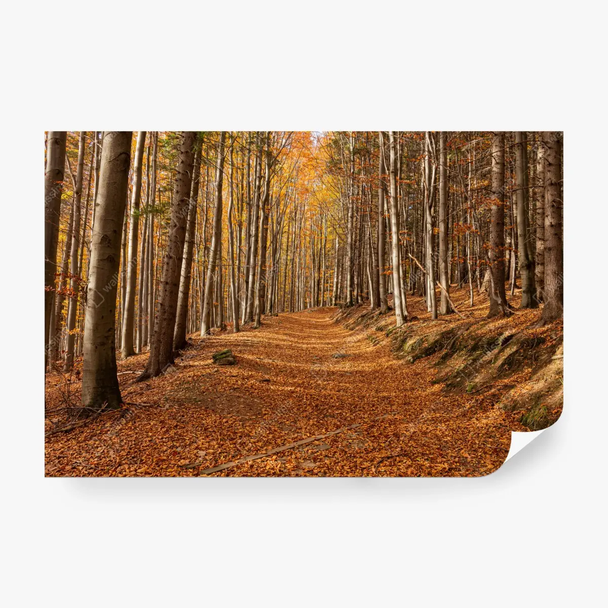 Wall mural autumn forest path with golden leaves • Wallissimo®