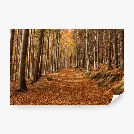 Wall mural autumn forest path with golden leaves • Wallissimo®