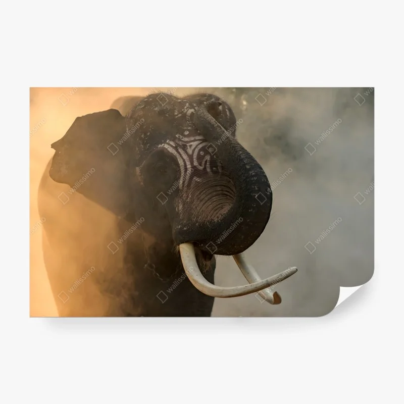 Wall mural majestic Thai elephant with tusks