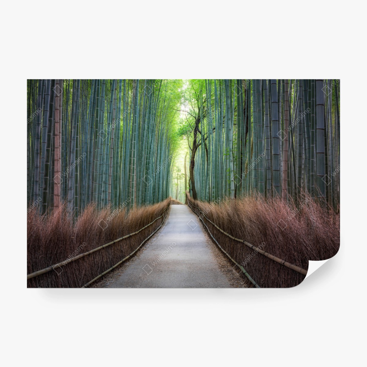 Wall mural serene bamboo forest pathway • Wallissimo®