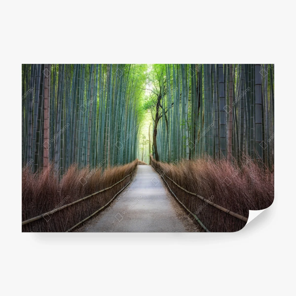 Wall mural serene bamboo forest pathway ⁕ Wallissimo®