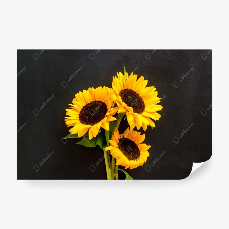 Wall mural vibrant sunflower trio on black background