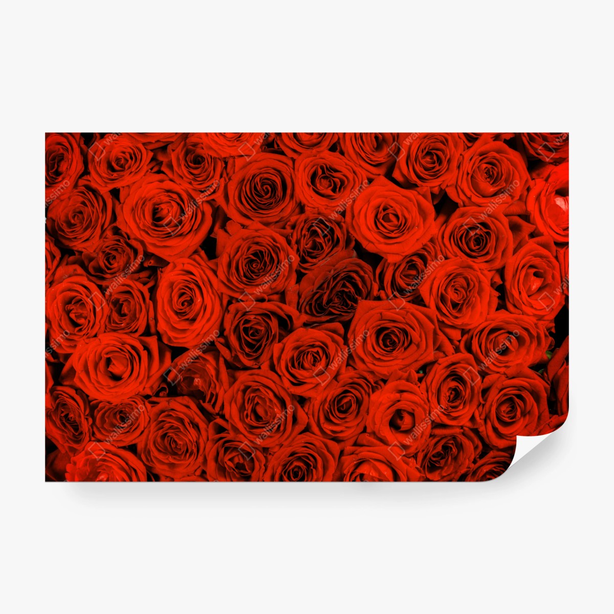 Wall mural lush red rose bouquet • Wallissimo®