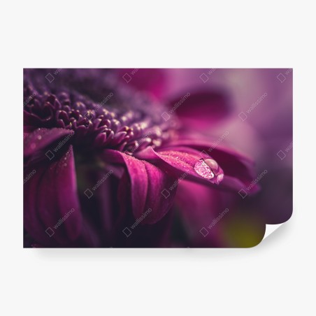 Wall mural purple macro blossom with dewdrop • Wallissimo®