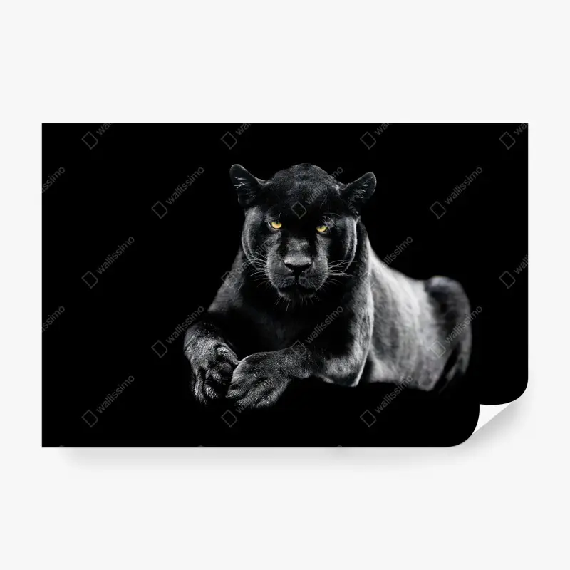 Wall mural black panther portrait on dark background