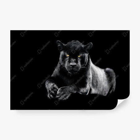 Wall mural black panther portrait on dark background • Wallissimo®