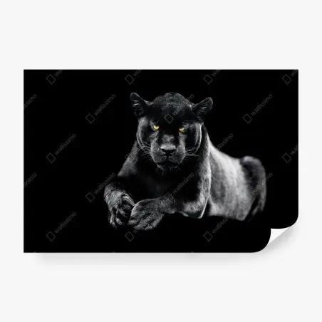 Wall mural black panther portrait on dark background • Wallissimo®