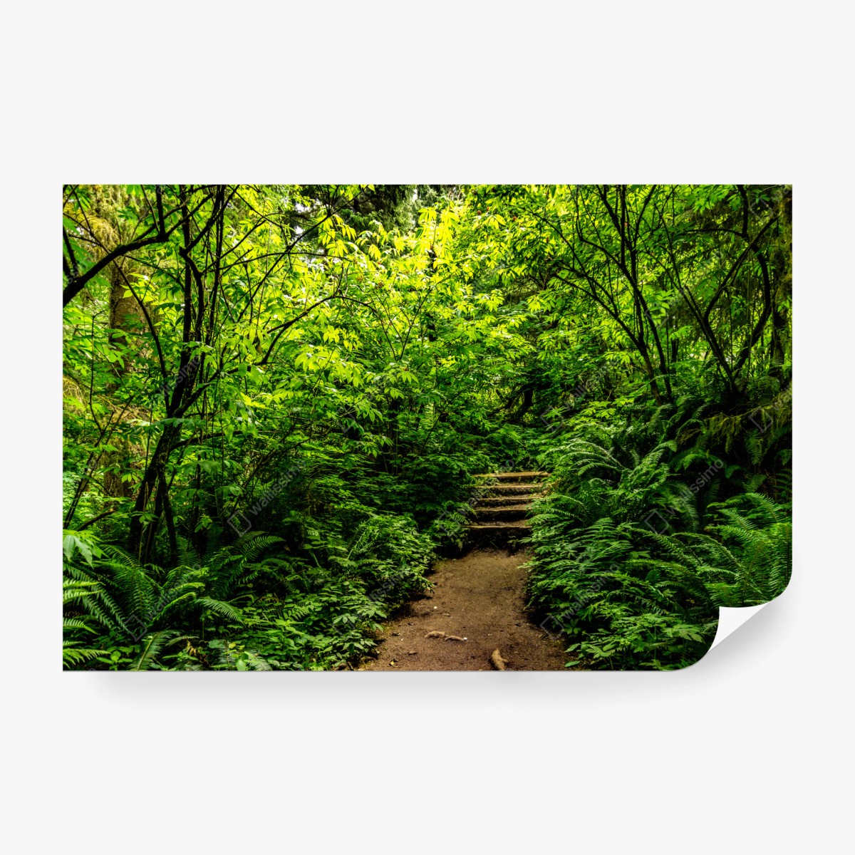Wall mural lush green forest trail • Wallissimo®