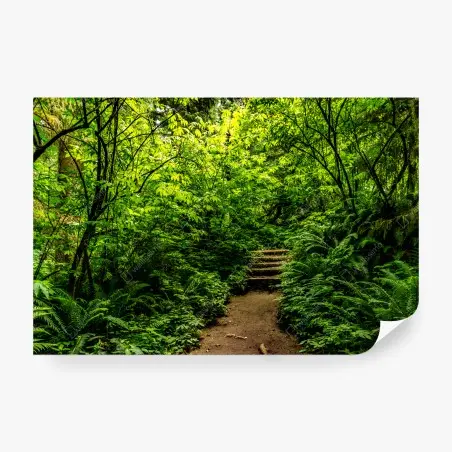 Wall mural lush green forest trail • Wallissimo®