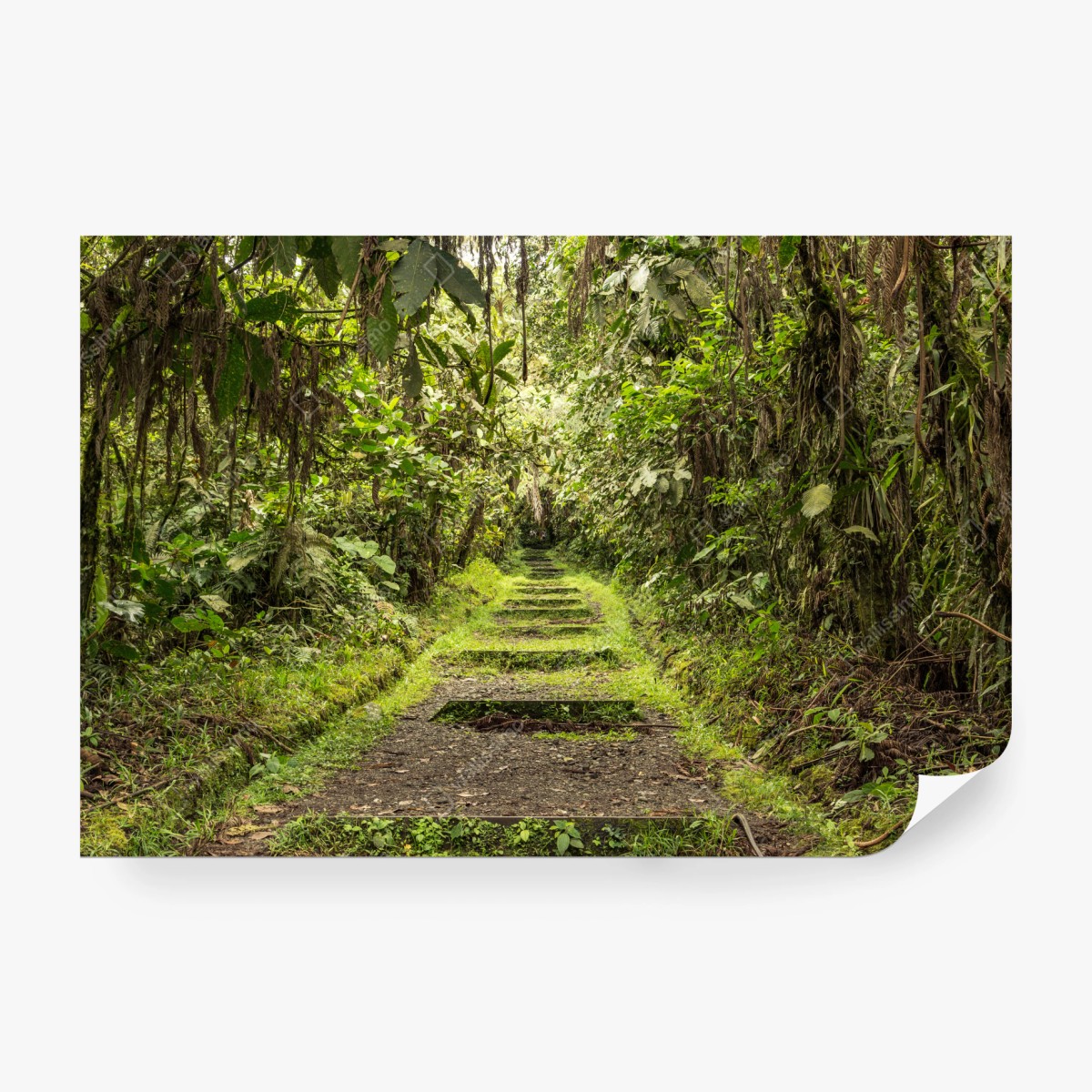Wall mural lush jungle pathway through verdant rainforest • Wallissimo®