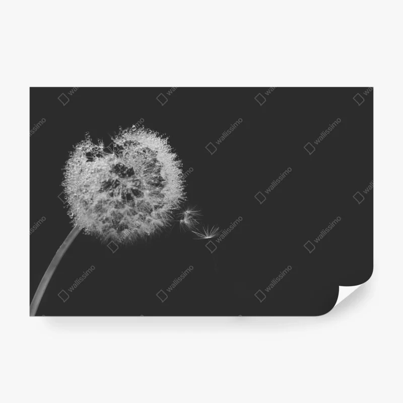 Wall mural delicate dandelion in monochrome