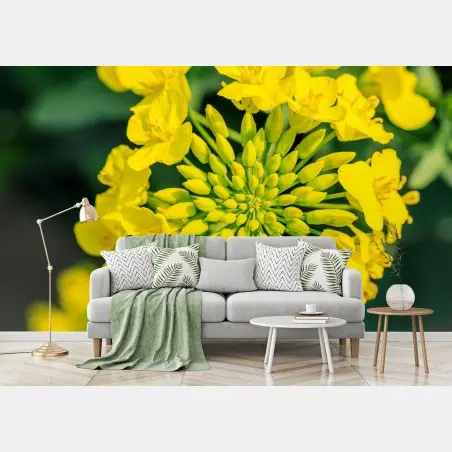Wall mural vibrant yellow rapeseed blossom close-up • Wallissimo®