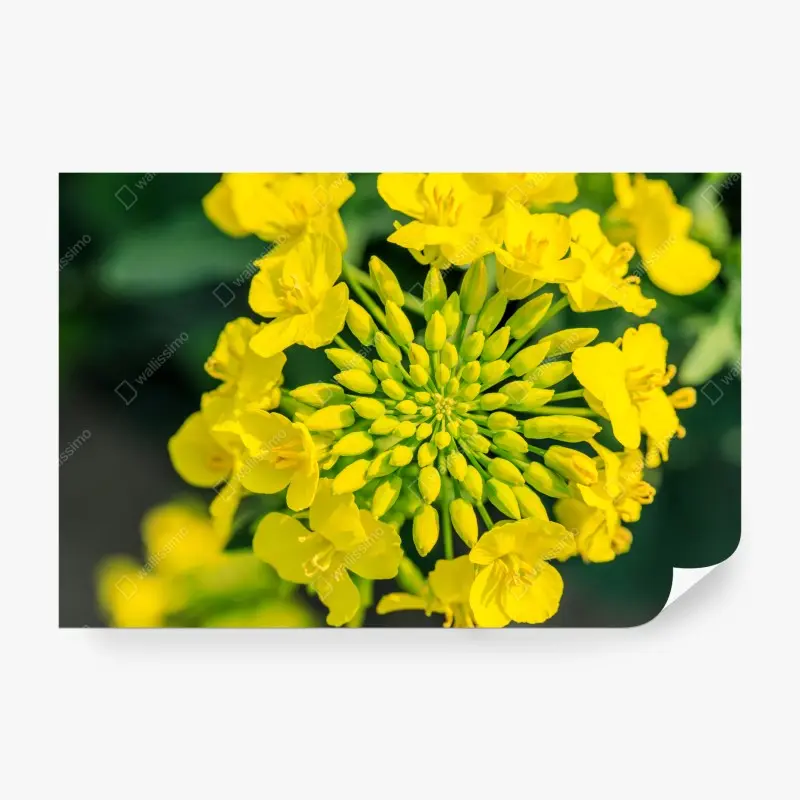 Wall mural vibrant yellow rapeseed blossom close-up