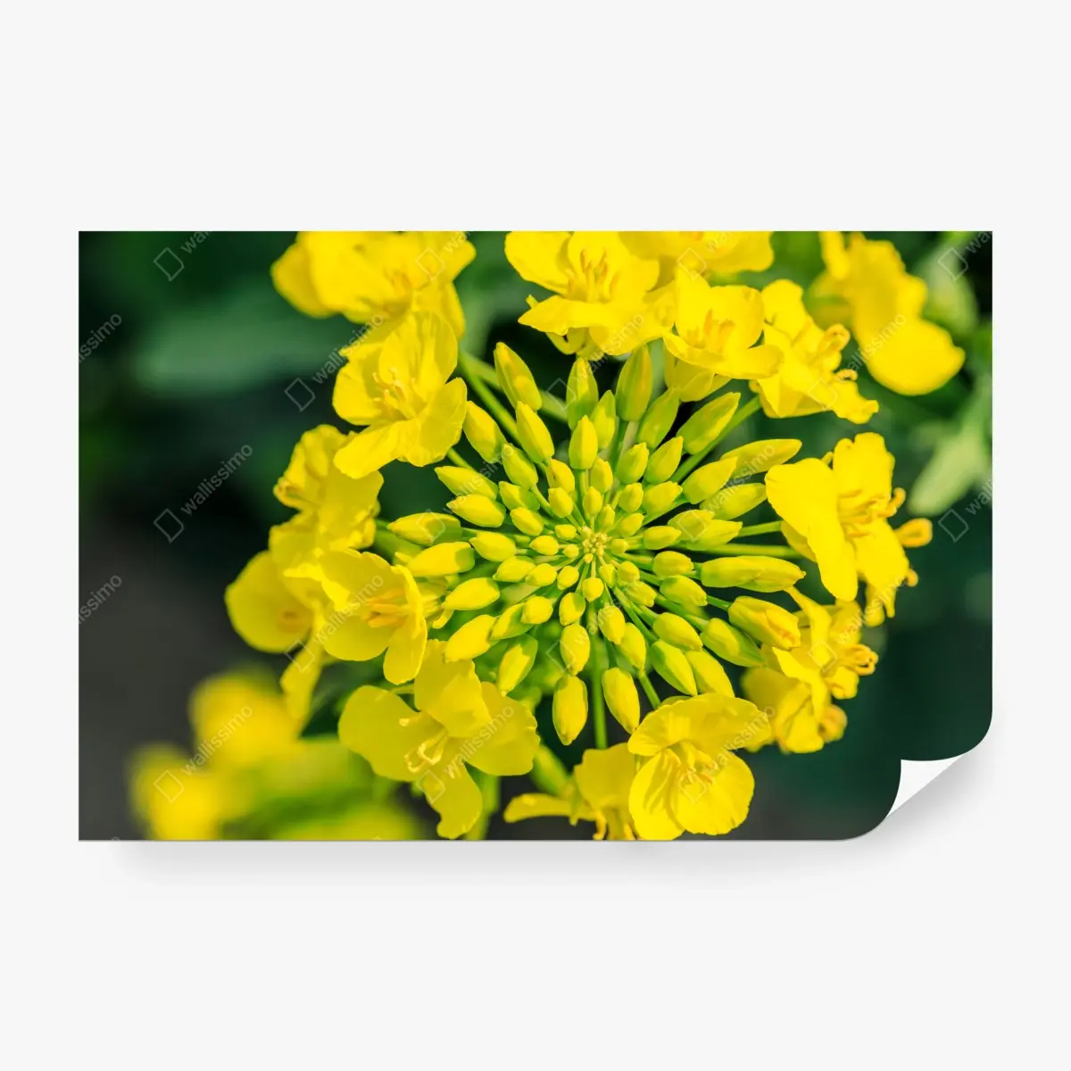 Wall mural vibrant yellow rapeseed blossom close-up • Wallissimo®